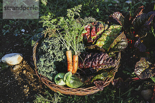 An sonnigen Tagen wird Gemüse im Korb aufbewahrt