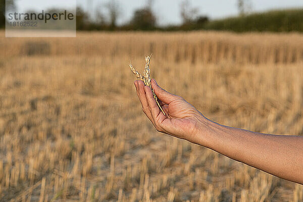Hand einer älteren Frau  die eine Weizenähre auf dem Feld hält