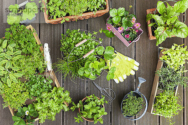 Various summer herbs cultivated in balcony garden
