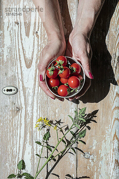 Hände einer Frau  die eine Schüssel mit selbst angebauten Tomaten hält