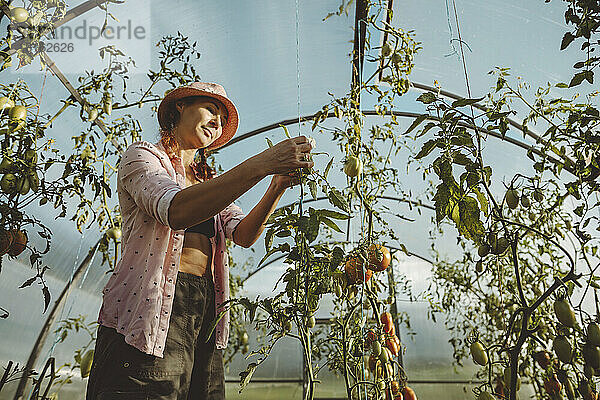 Reifer Bauer analysiert Tomatenpflanze im Gewächshaus