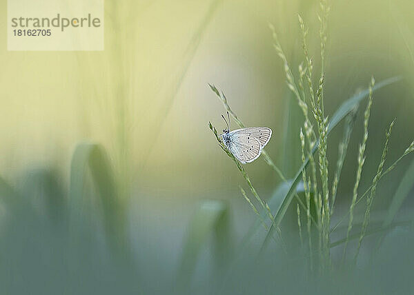 Gewöhnlicher blauer Schmetterling  der auf Gras hockt