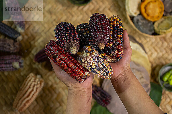 Hände einer Person  die einen Haufen mexikanischer Maiskolben hält