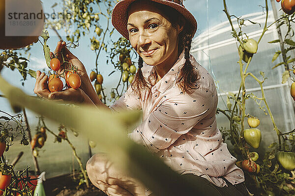 Lächelnder Bauer zeigt reife Tomaten im Gewächshaus