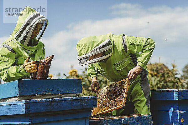 Imker mit Kollege untersucht Bienenstock an sonnigem Tag