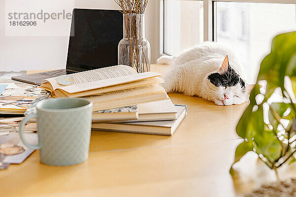 Katze schläft zu Hause neben Büchern auf dem Schreibtisch
