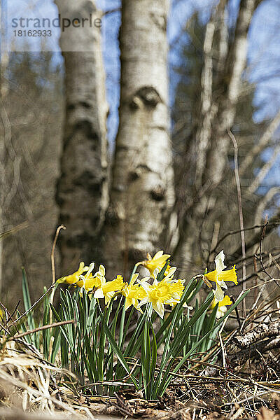 Wild daffodils blooming in forest