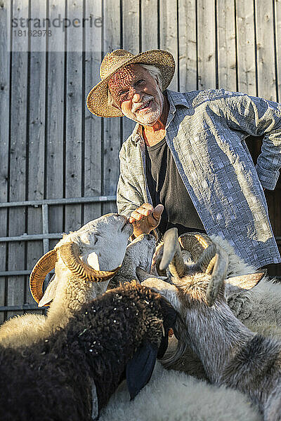 Älterer Bauer hat Spaß mit Schafen auf dem Bauernhof