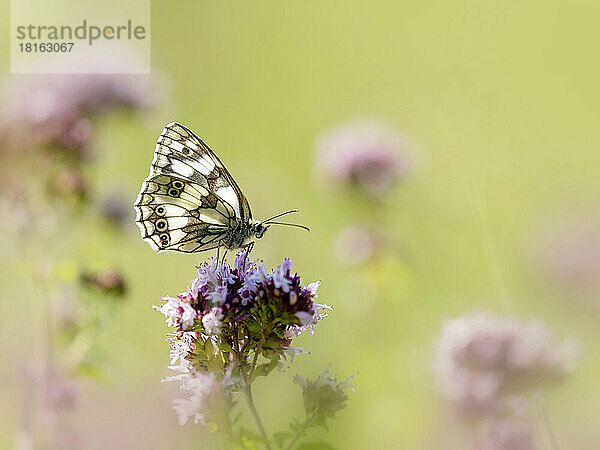 Marmorierter weißer Schmetterling bestäubt eine rosa Blume