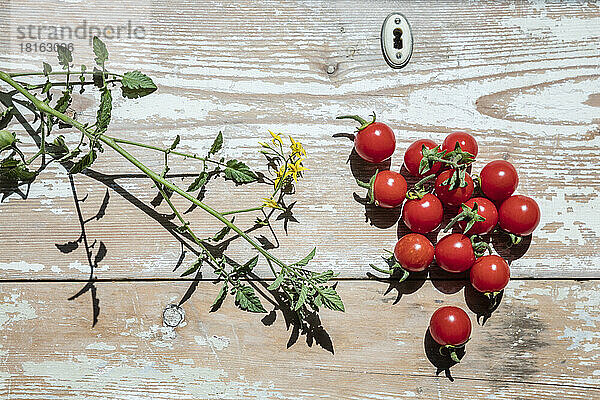 Selbst angebaute Tomaten liegen auf einem Holztisch