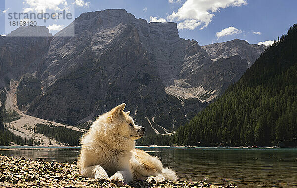 Dog sitting at lakeshore in front of Dolomites  Italy