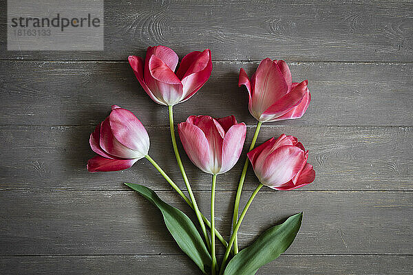 Studio shot of pink blooming Don Quichotte tulips lying on wooden surface