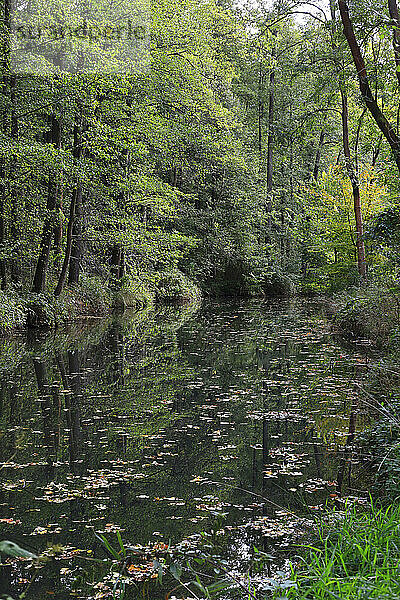 Germany  Brandenburg  Spree Forest in autumn