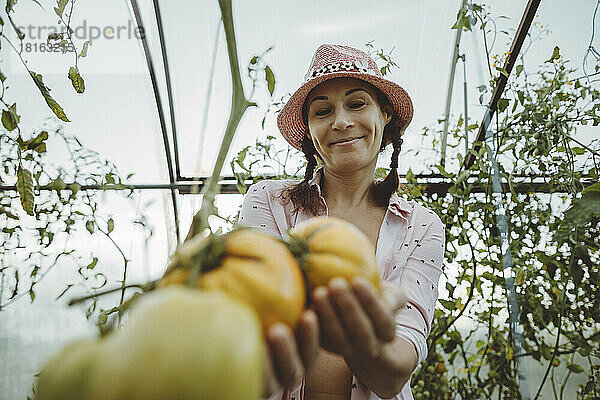 Lächelnder Bauer betrachtet reife Tomaten im Gewächshaus