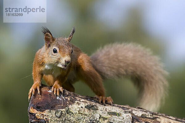 Porträt eines roten Eichhörnchens (Sciurus vulgaris)  das auf einem Baumstamm steht