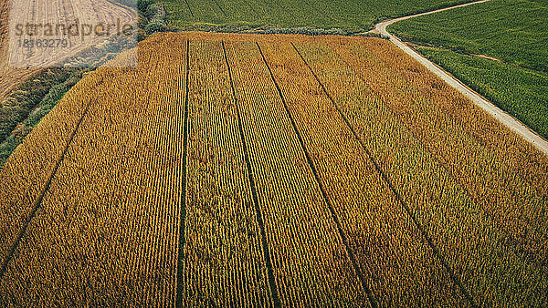 Spanien  Katalonien  Lleida  Luftaufnahme eines Maisfeldes auf dem Land