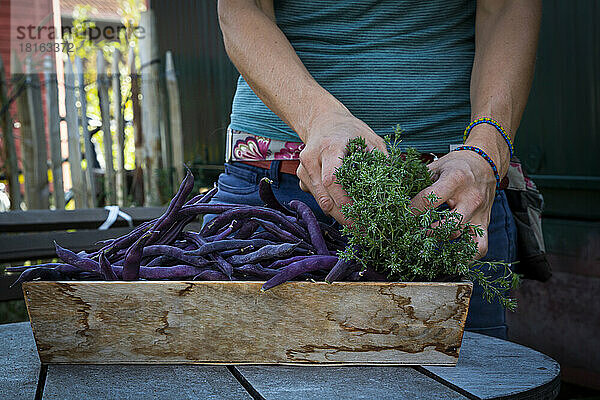 Woman putting freshly harvested Satureja and purple beans (Phaseolus vulgaris) in box