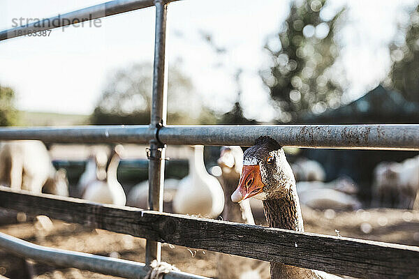 Goose looking out from fence at farm