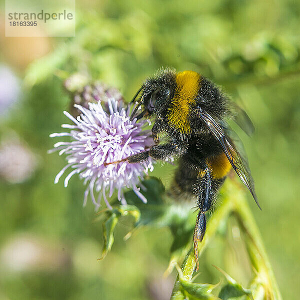 Hummel ernährt sich von blühenden Blumen