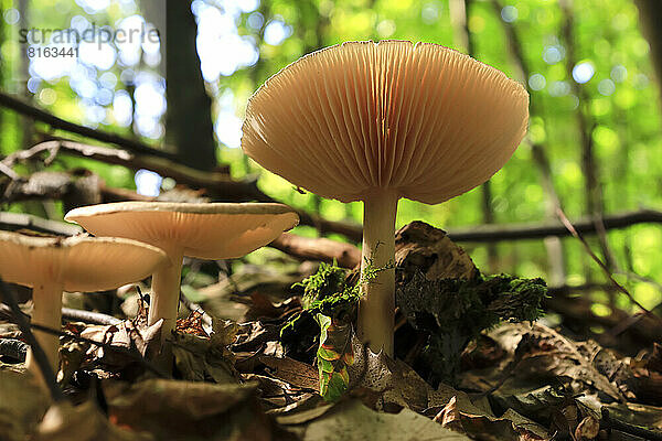 Pilze wachsen auf dem Waldboden