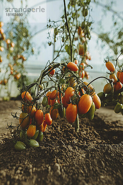 Frische Tomaten auf Pflanzen im Gewächshaus