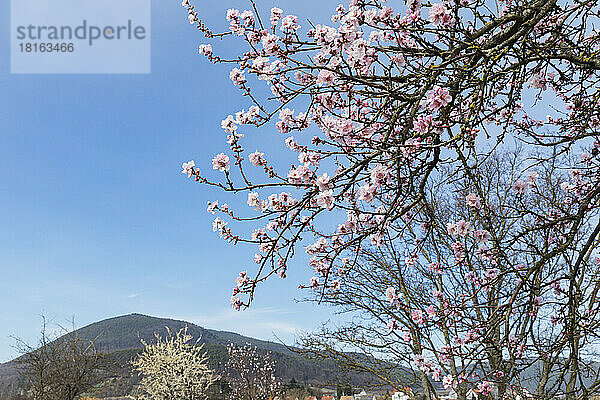 Deutschland  Rheinland-Pfalz  Edenkoben  Zweige eines rosa blühenden Mandelbaums mit Hügeln im Hintergrund