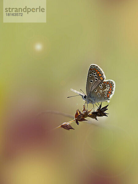 Europäischer Blauschimmel (Polyommatus icarus) hockt auf einer Pflanze