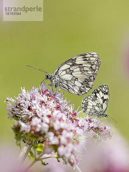 Zwei marmorierte Weiße (Melanargia galathea) sitzen auf einer Wildblume