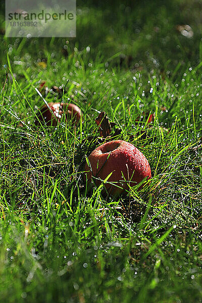 Äpfel liegen auf grasbewachsenem Waldboden