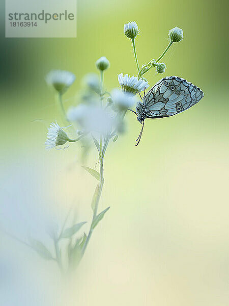 Marmorweiß (Melanargia galathea) hockt auf einer Wildblume