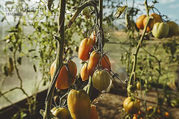 Reife Tomaten auf Pflanzen im Gewächshaus