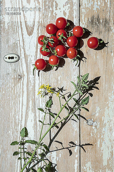 Homegrown tomatoes lying on wooden table