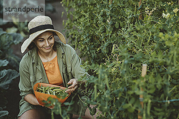 Lächelnde Frau sammelt grüne Erbsen im Garten