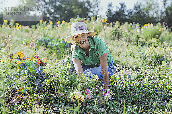 Glücklicher reifer Gärtner mit Hut  der Gemüse auf dem Feld erntet