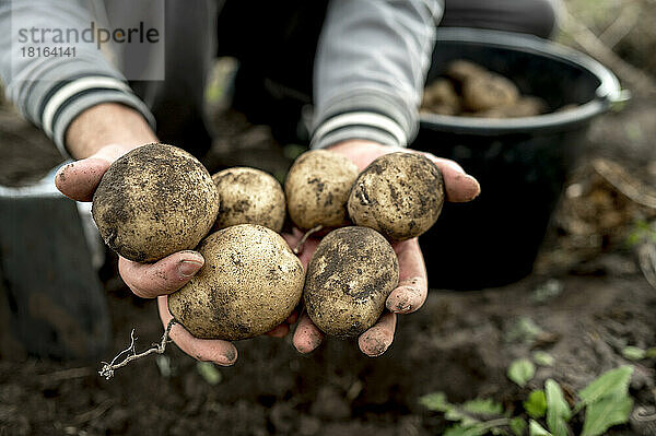 Hände des Bauern zeigen schmutzige rohe Kartoffeln