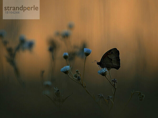 Silhouette Ringelschmetterling auf blauer Blume bei Sonnenuntergang