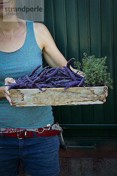 Mittelteil einer Frau mit einer Kiste mit frisch geernteten violetten Bohnen (Phaseolus vulgaris) und Satureja