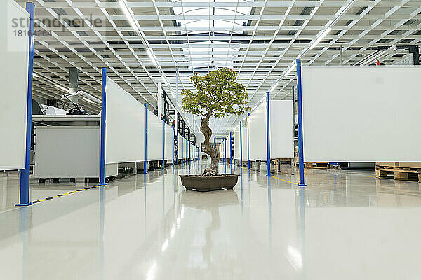 Bonsai-Baum steht auf dem Boden im Gang in der Industrie