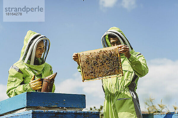 Imker mit Kollege analysiert Bienenstock an sonnigem Tag