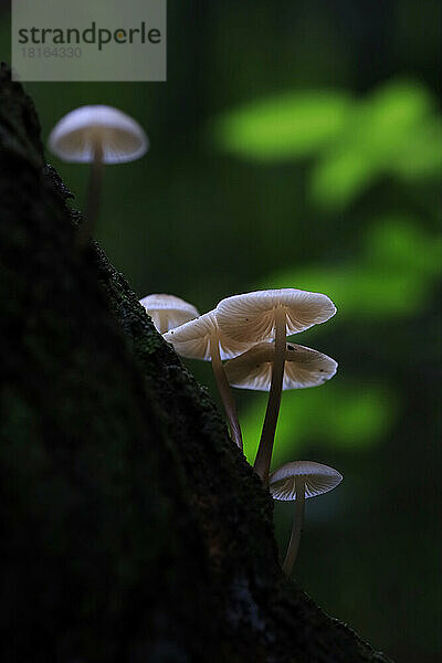 Kleine Pilze wachsen auf Baumstamm