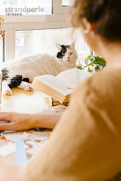 Katze ruht auf Schreibtisch von Freiberufler  der zu Hause arbeitet