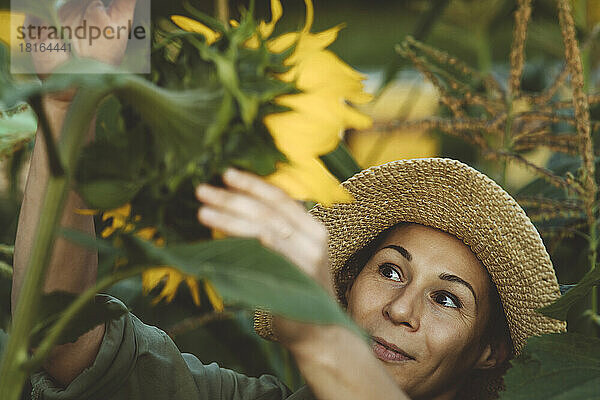 Reife Frau untersucht Sonnenblume im Garten