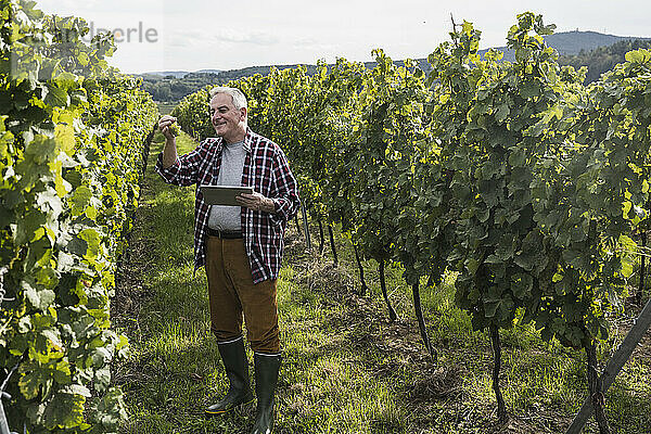 Lächelnder älterer Mann mit Tablet-PC kontrolliert Trauben im Weinberg