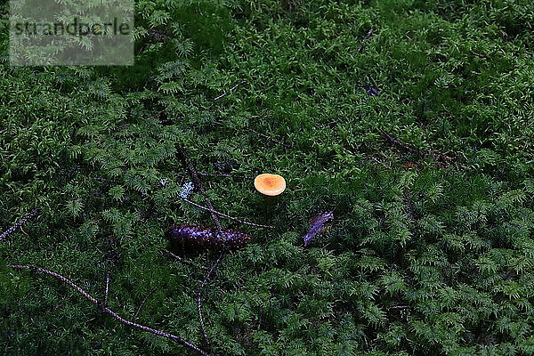 Pilz wächst auf moosigem Waldboden