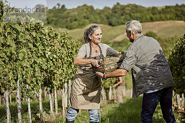 Lächelnder Bauer gibt einem Kollegen im Weinberg eine Kiste mit Weintrauben