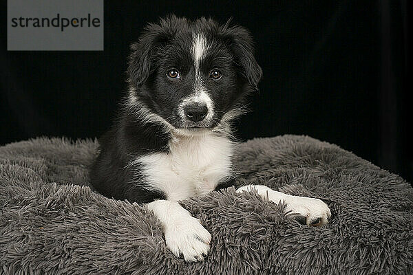 Border collie puppy sitting on pet bed against black background