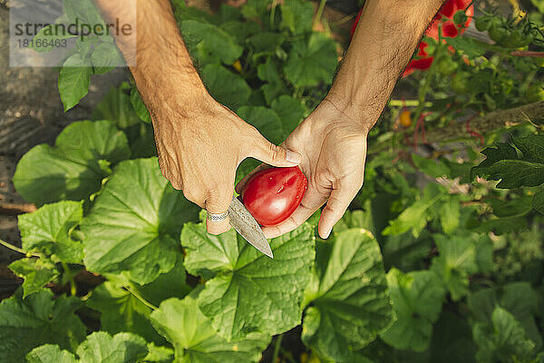 Hände eines jungen Bauern  der frische Tomaten im Gewächshaus schneidet