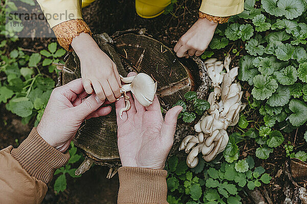 Hände eines Mannes zeigen einem Mädchen im Wald Austernpilze