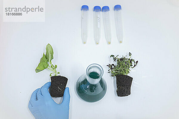 Kolben mit Chemikalie inmitten von Pflanzen auf dem Tisch im Labor