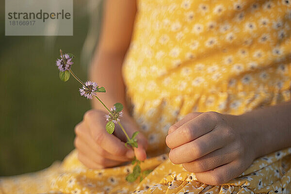 Hand of girl holding clover flower